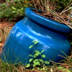 Blue Pot 1