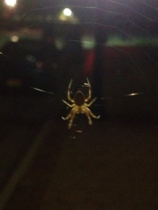 Spider at Night